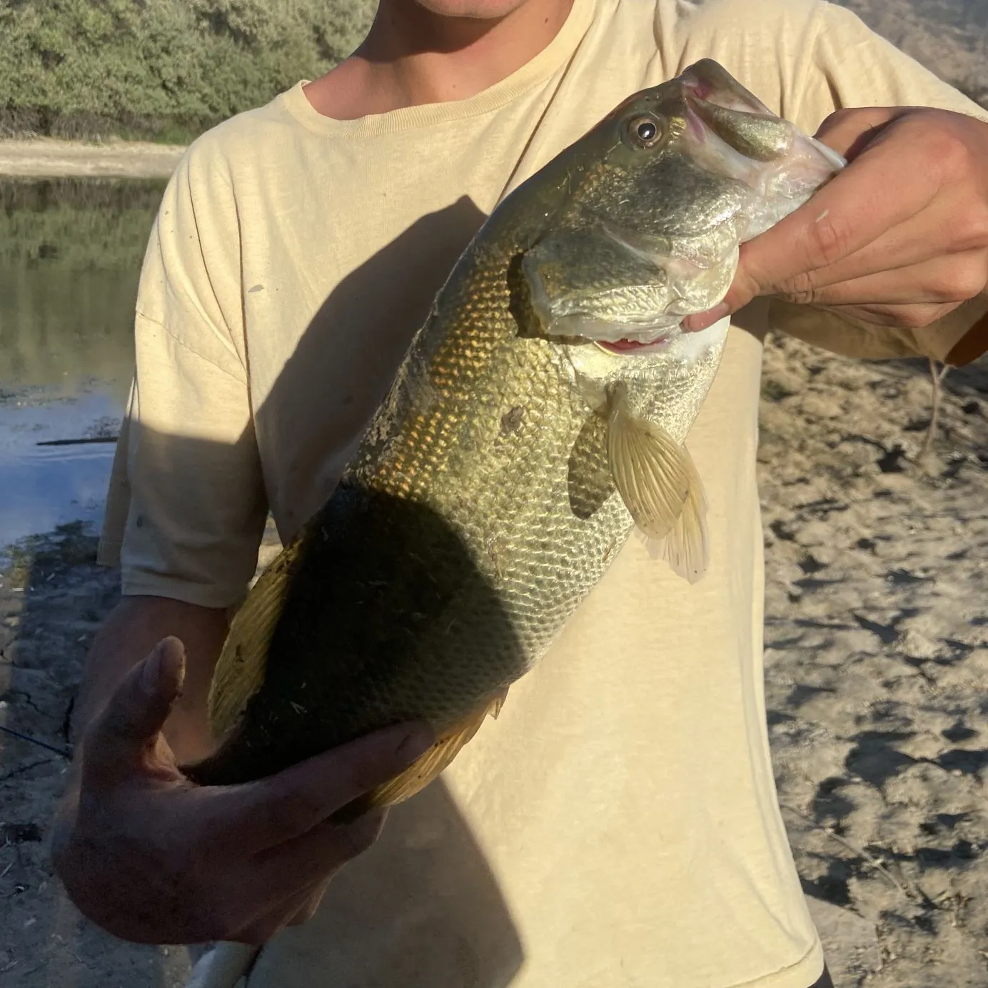 Largemouth bass caught on Fishbrain
