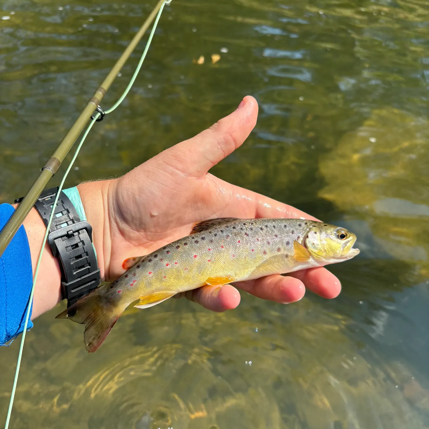 recently logged catches