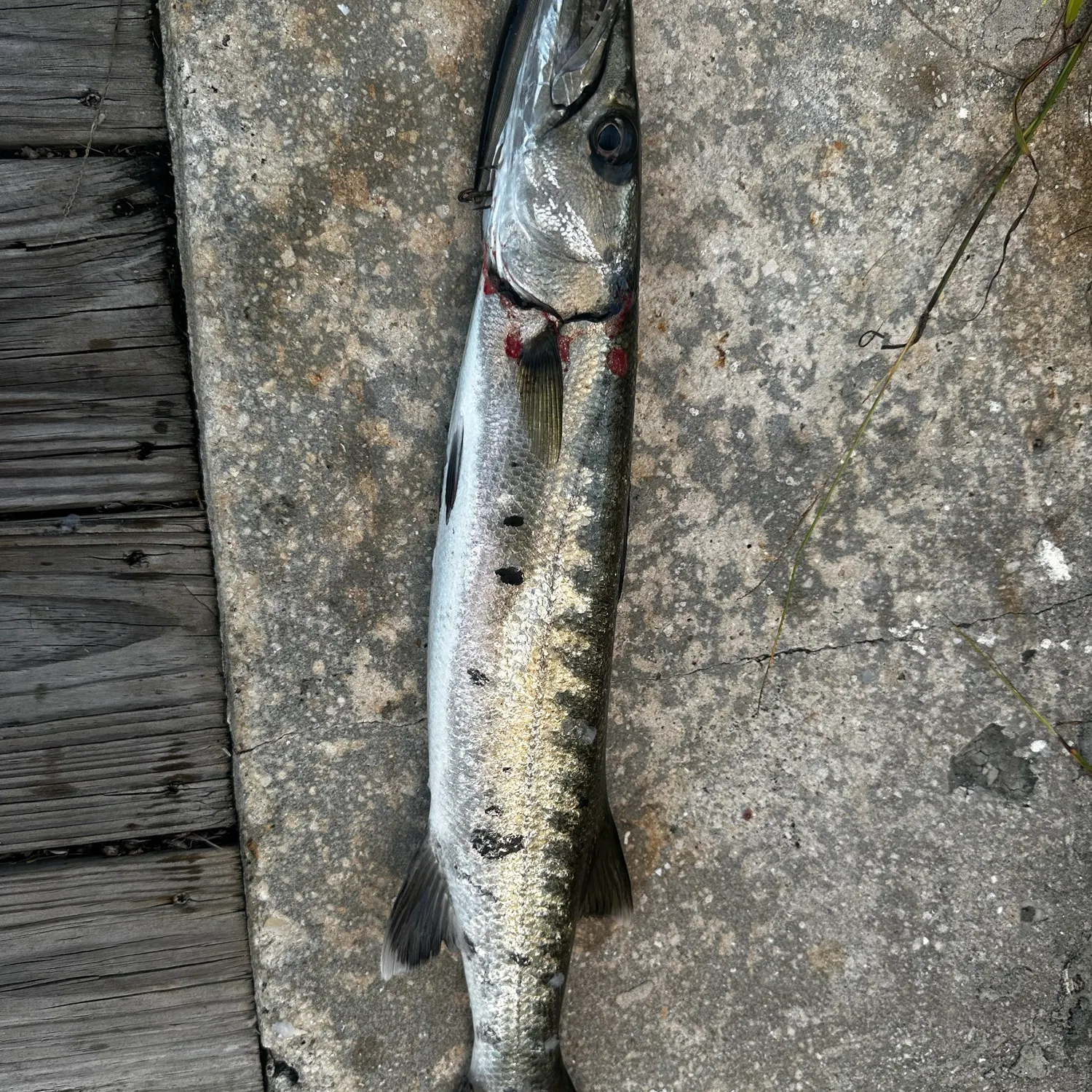 Great barracuda caught on Fishbrain