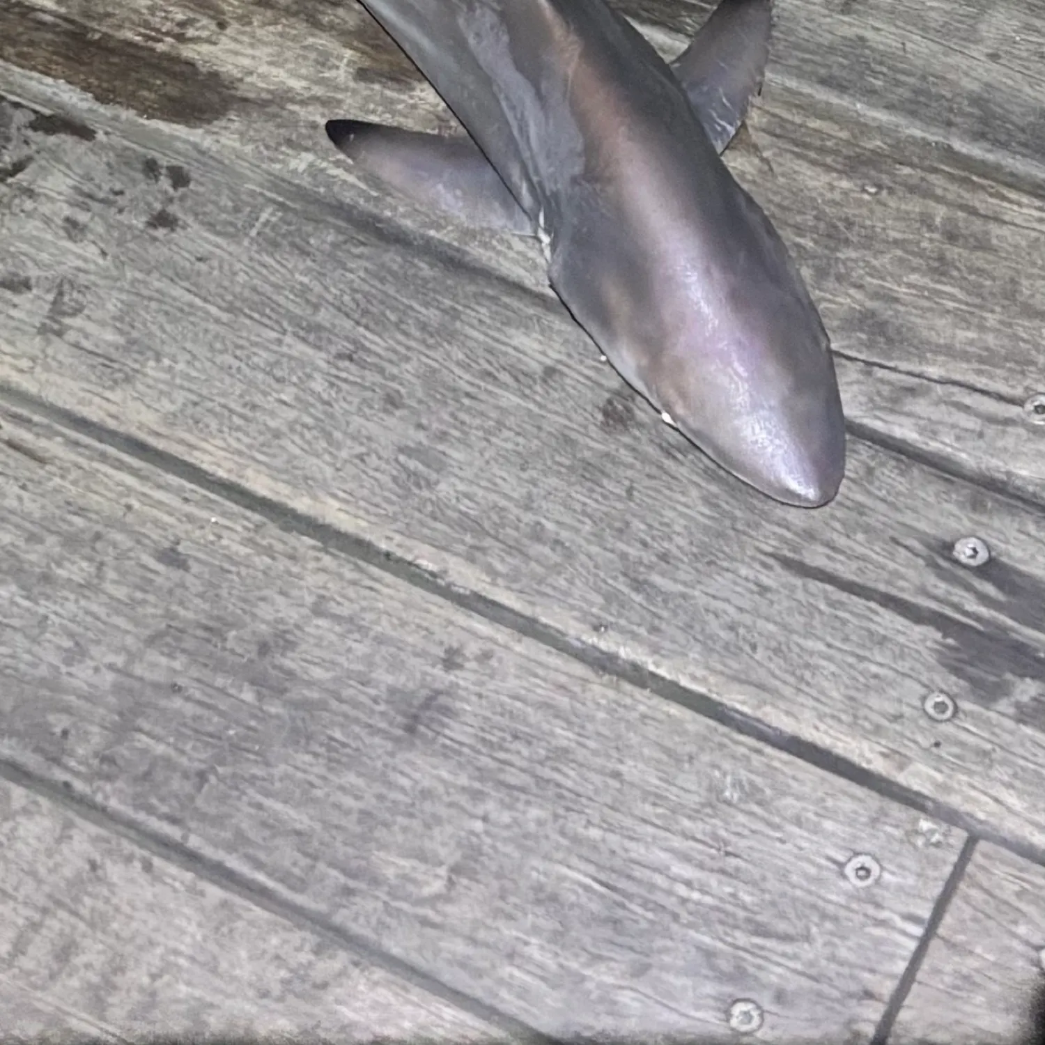 The most recent Spinner shark catches on Fishbrain