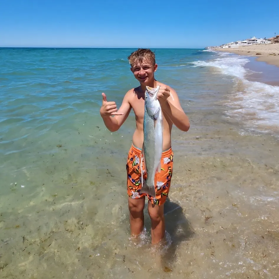 The most recent Stolzmann's weakfish catches on Fishbrain