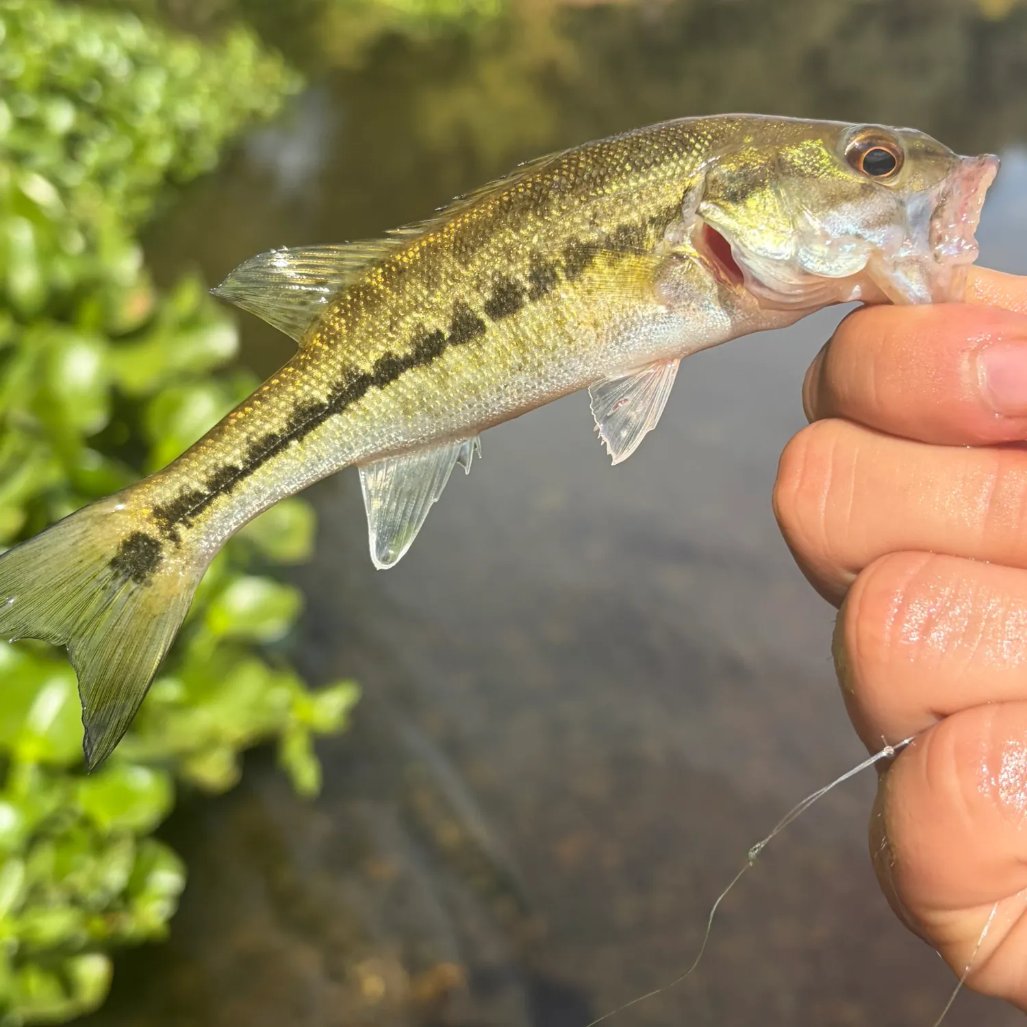Spotted bass caught on Fishbrain