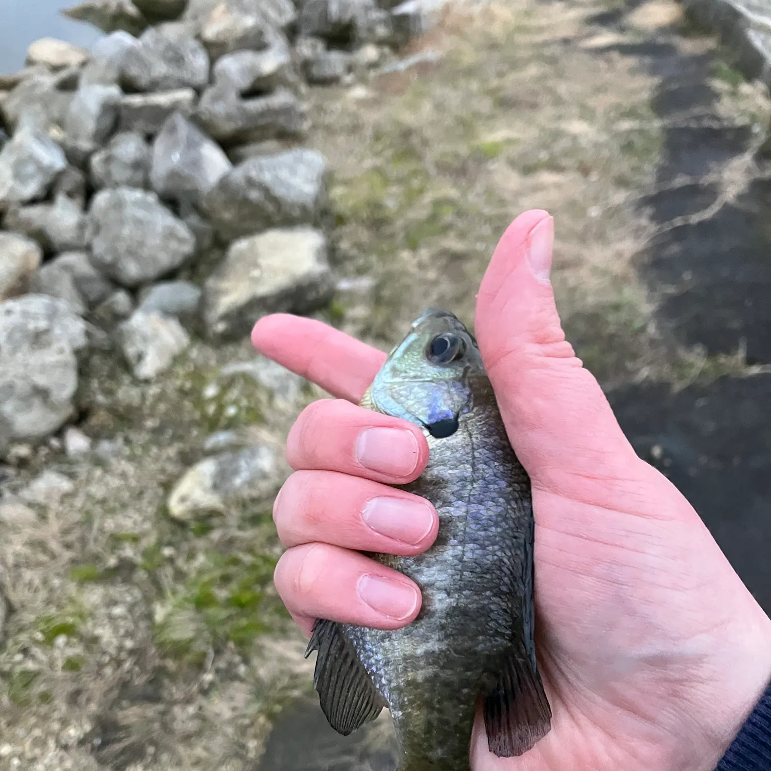 Bluegill caught on Fishbrain