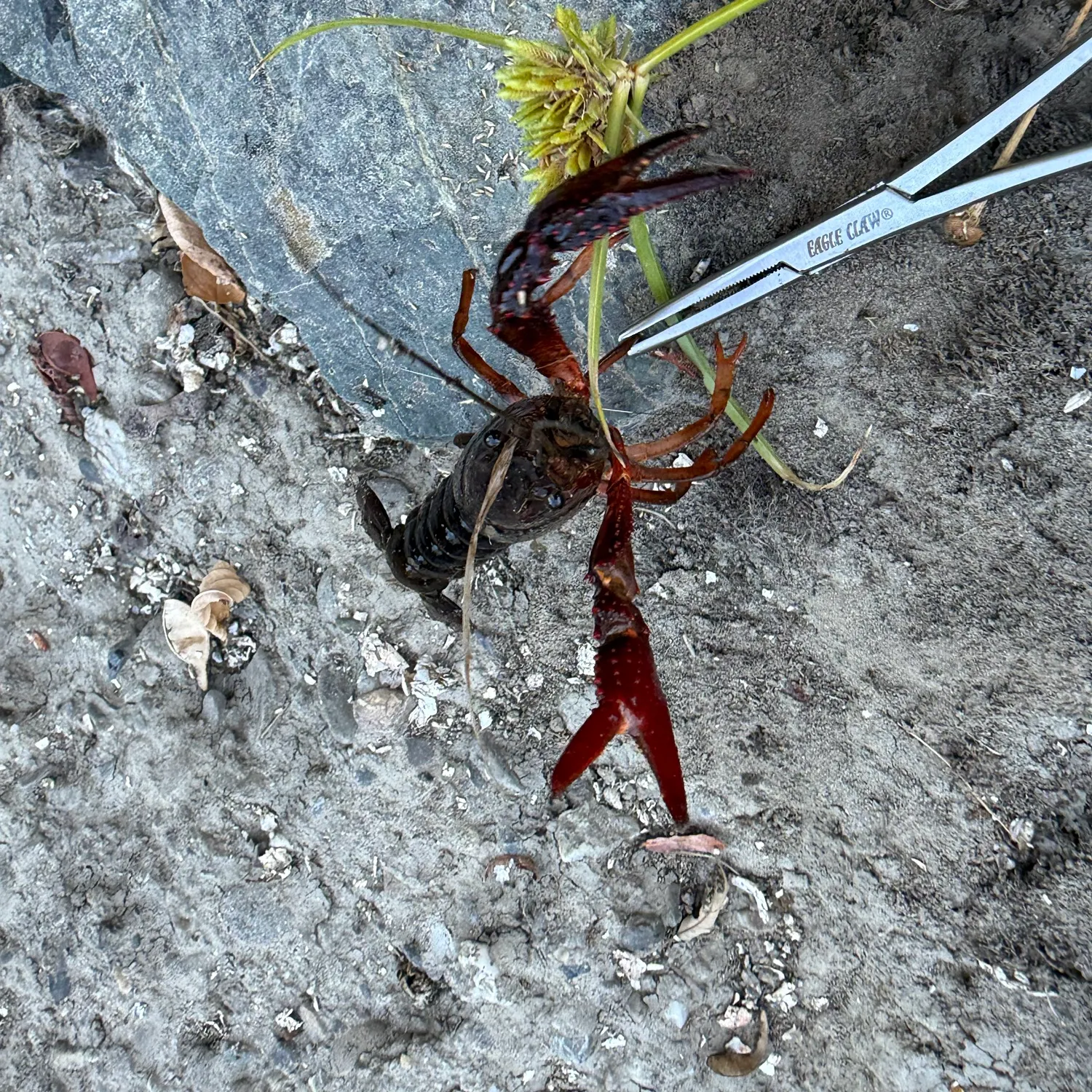 Red swamp crayfish caught on Fishbrain