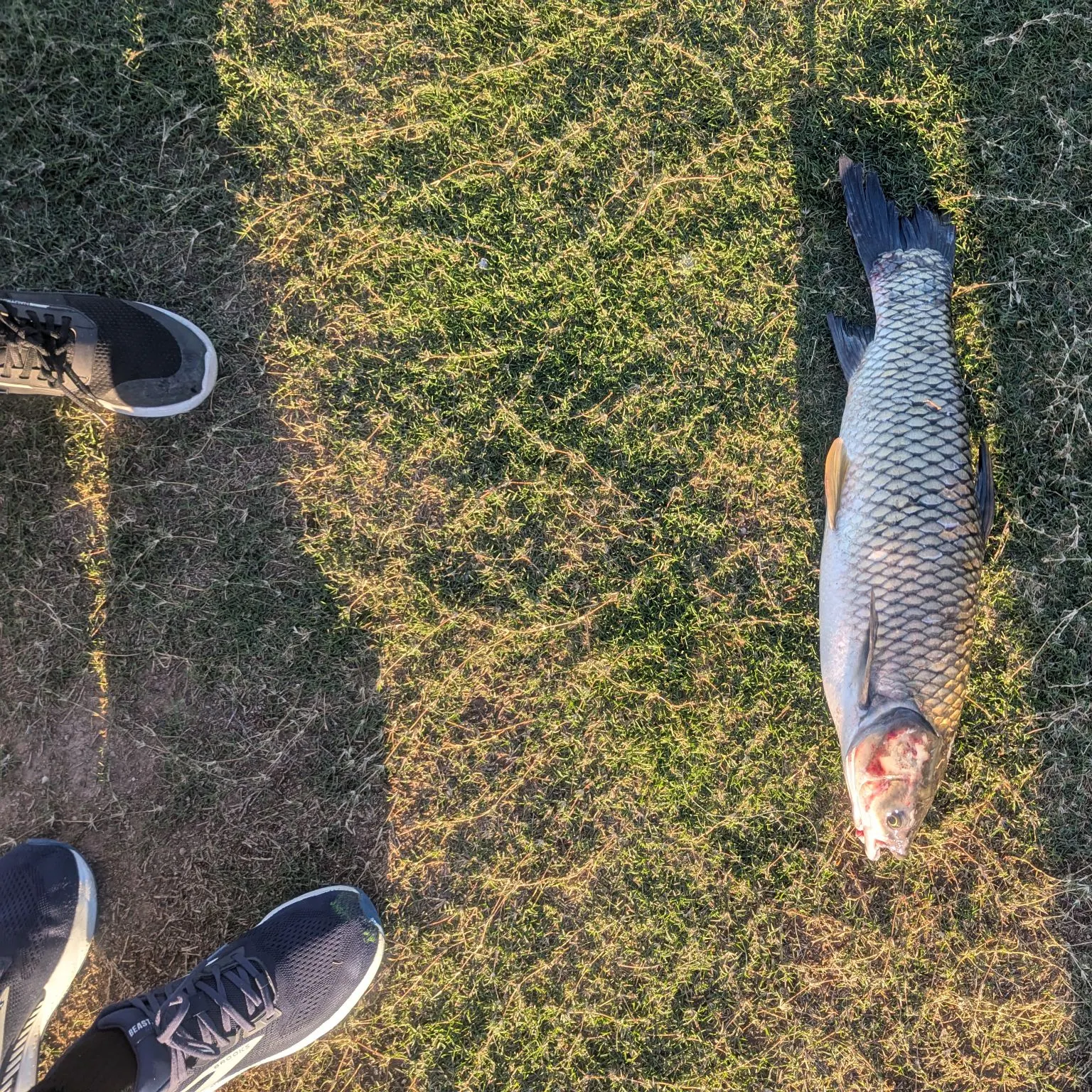 Grass carp caught on Fishbrain