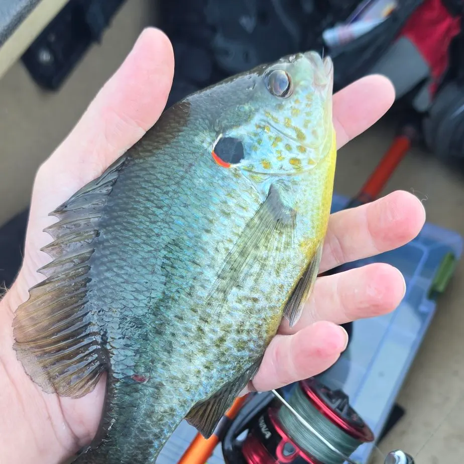 Redear sunfish caught on Fishbrain