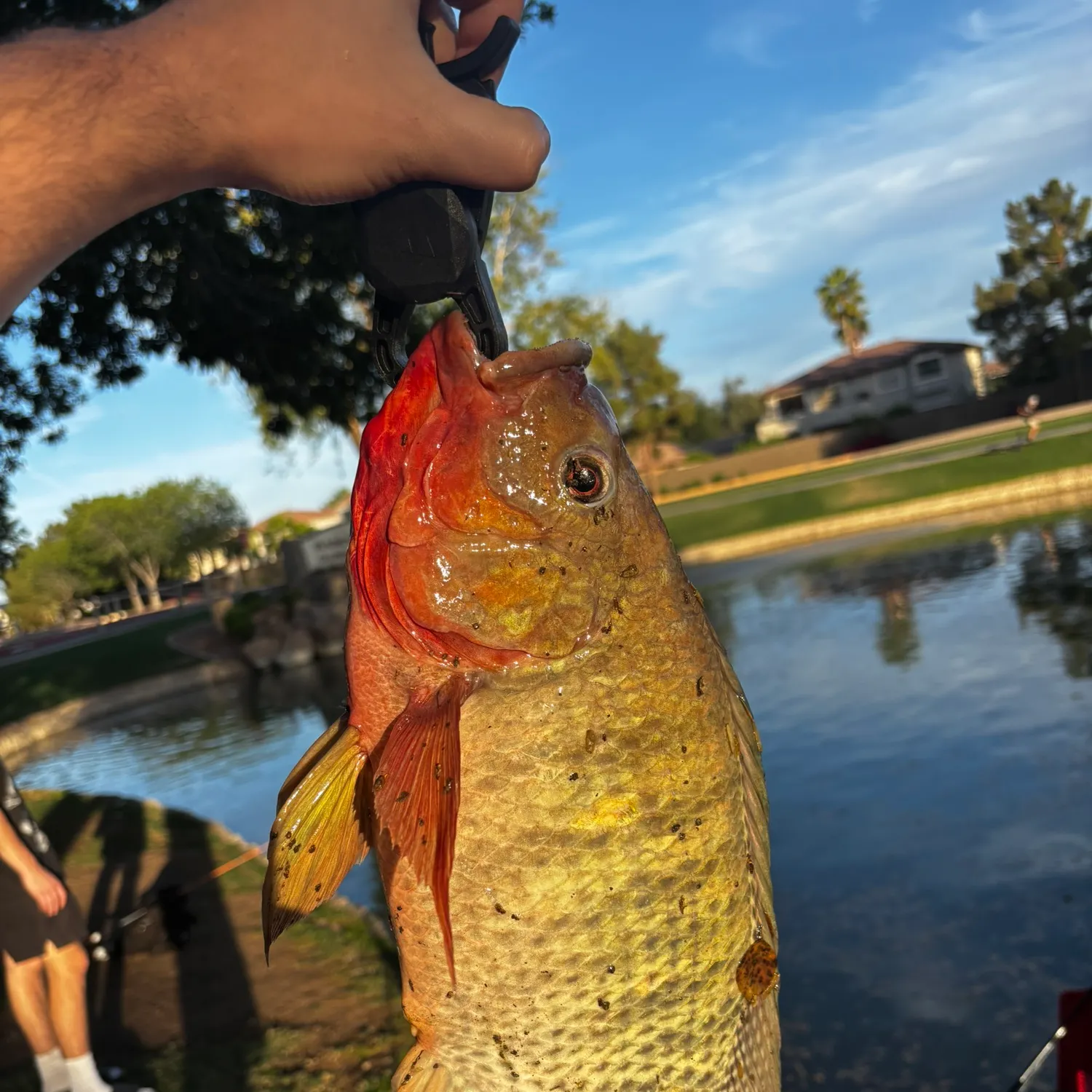 The most recent Redbreast tilapia catches on Fishbrain