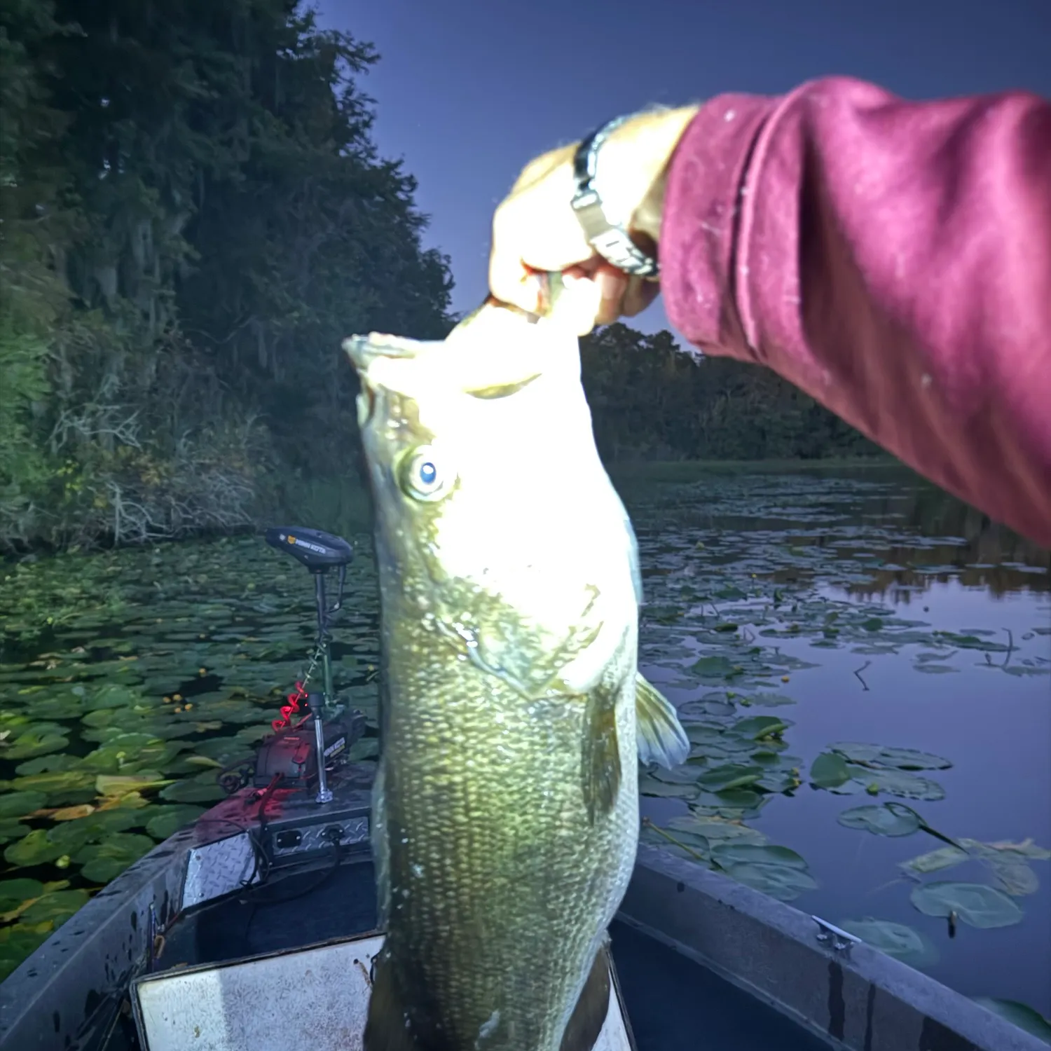 Largemouth bass caught on Fishbrain