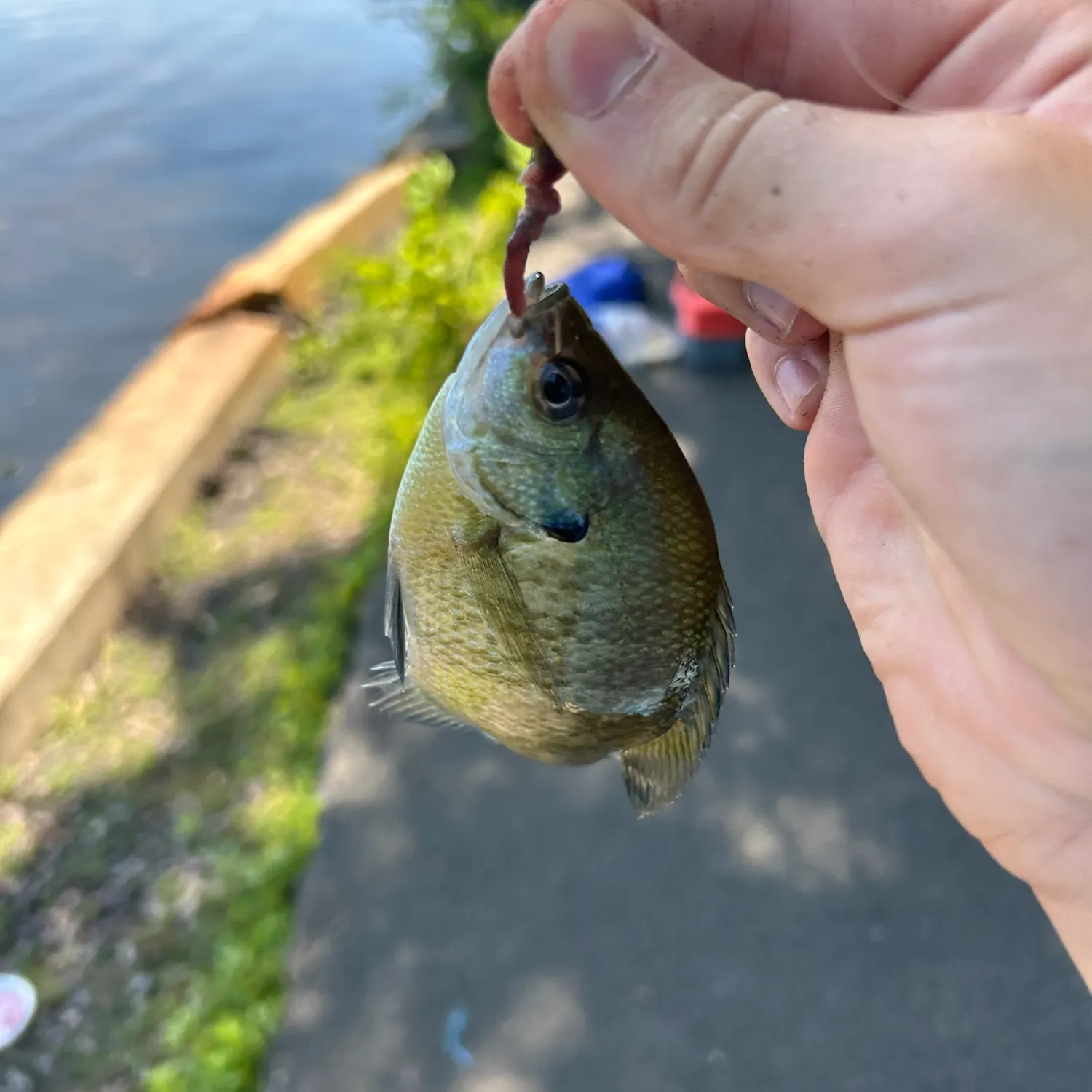 catch