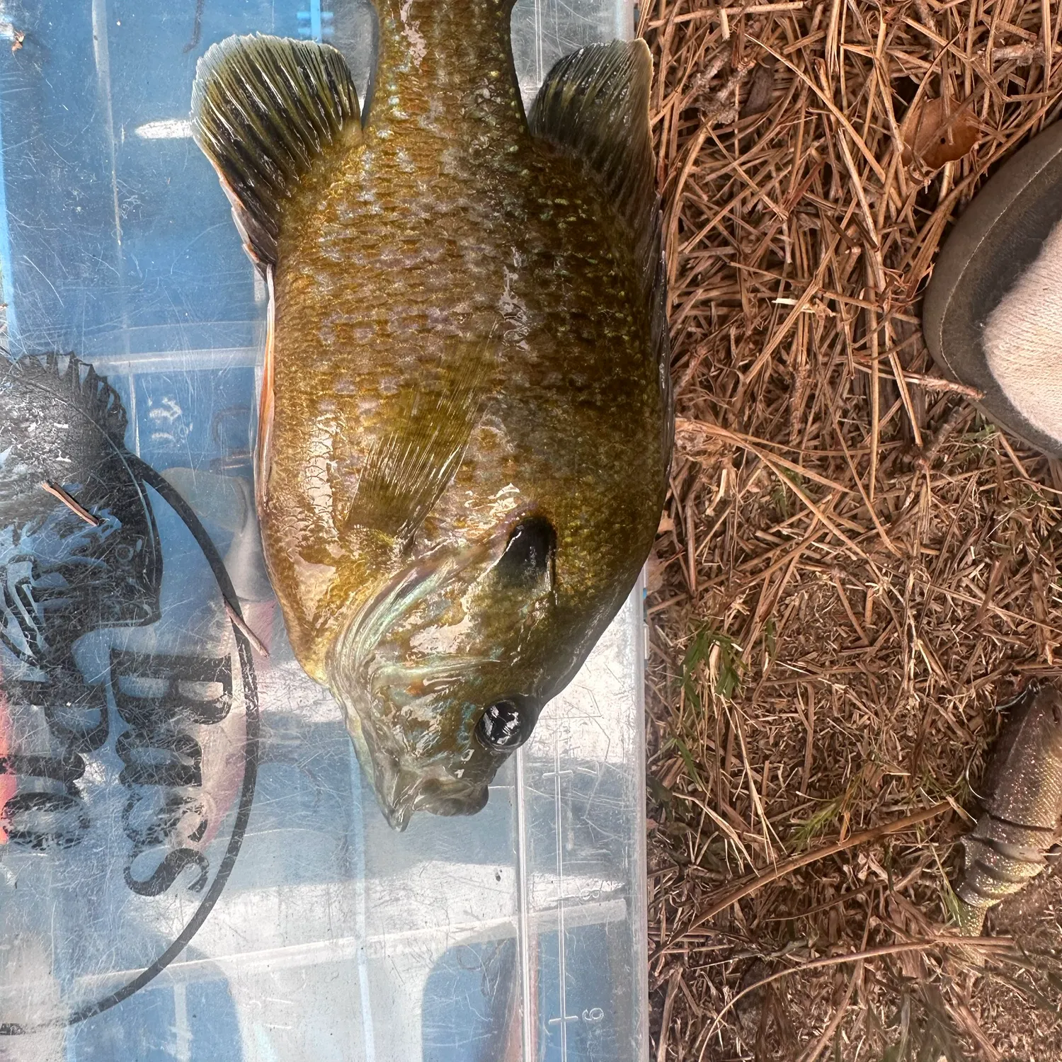 Greengill hybrid caught on Fishbrain