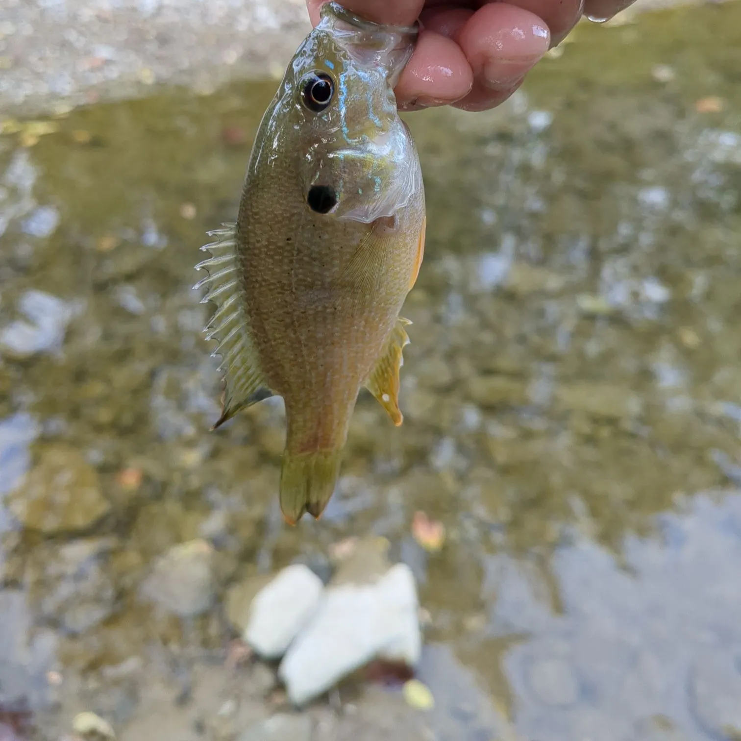 Green sunfish caught on Fishbrain