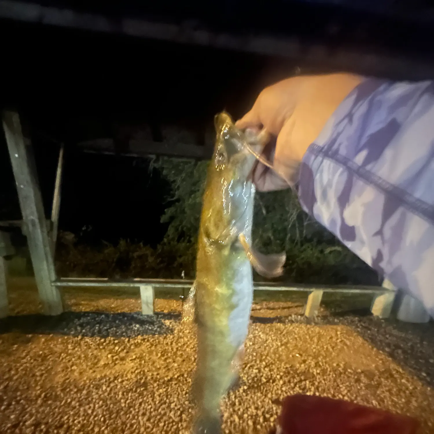 Flathead catfish caught on Fishbrain