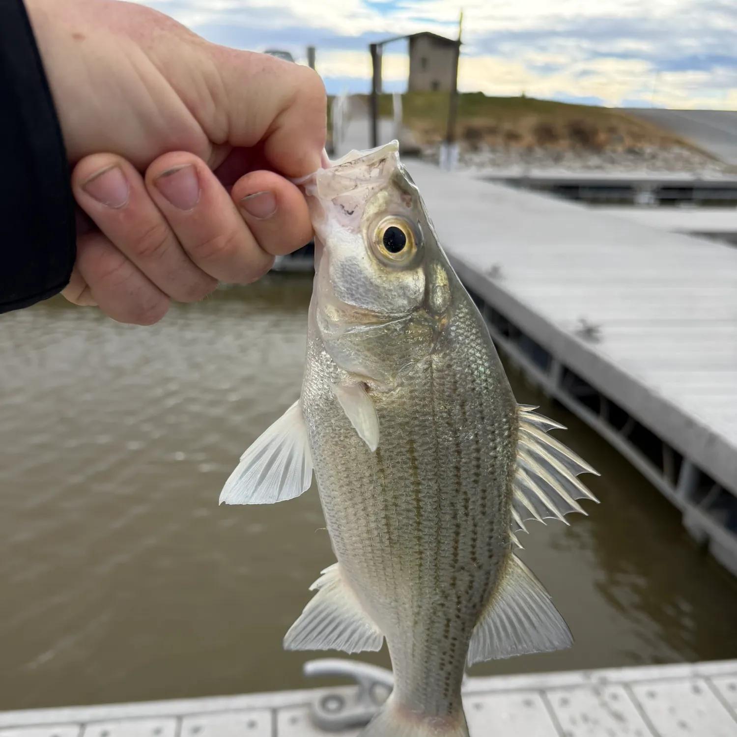 The most recent White bass catches on Fishbrain