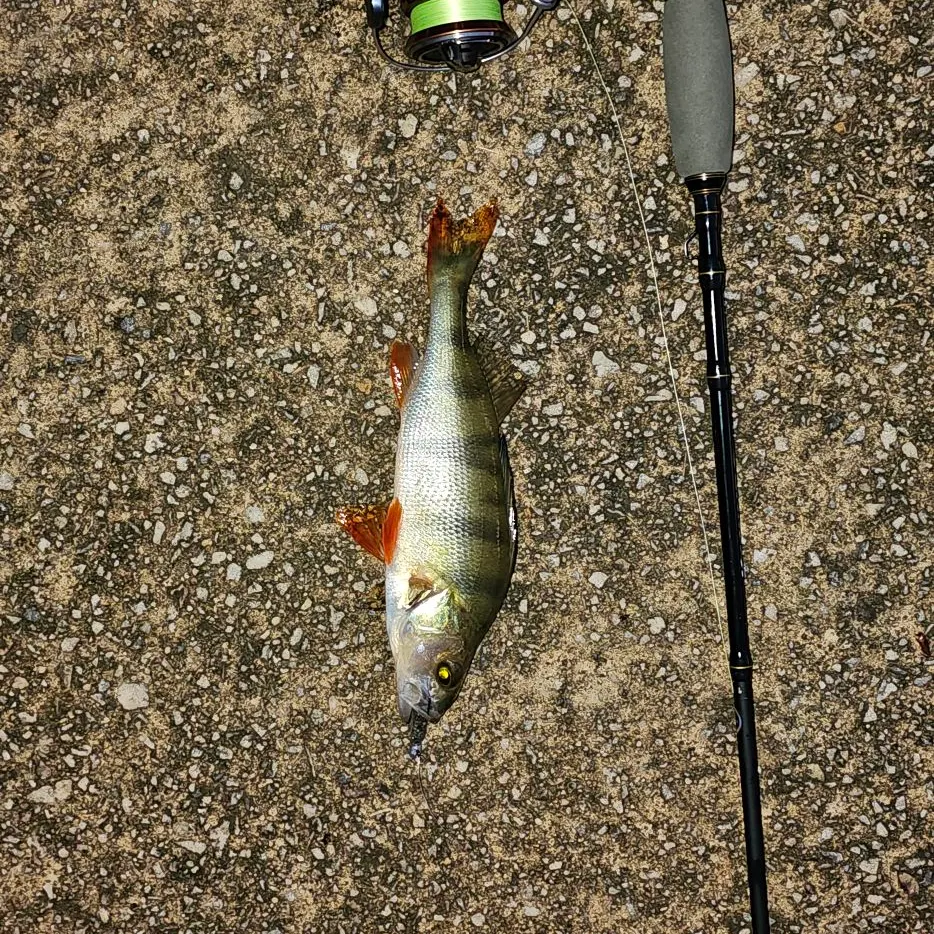 European perch caught on Fishbrain