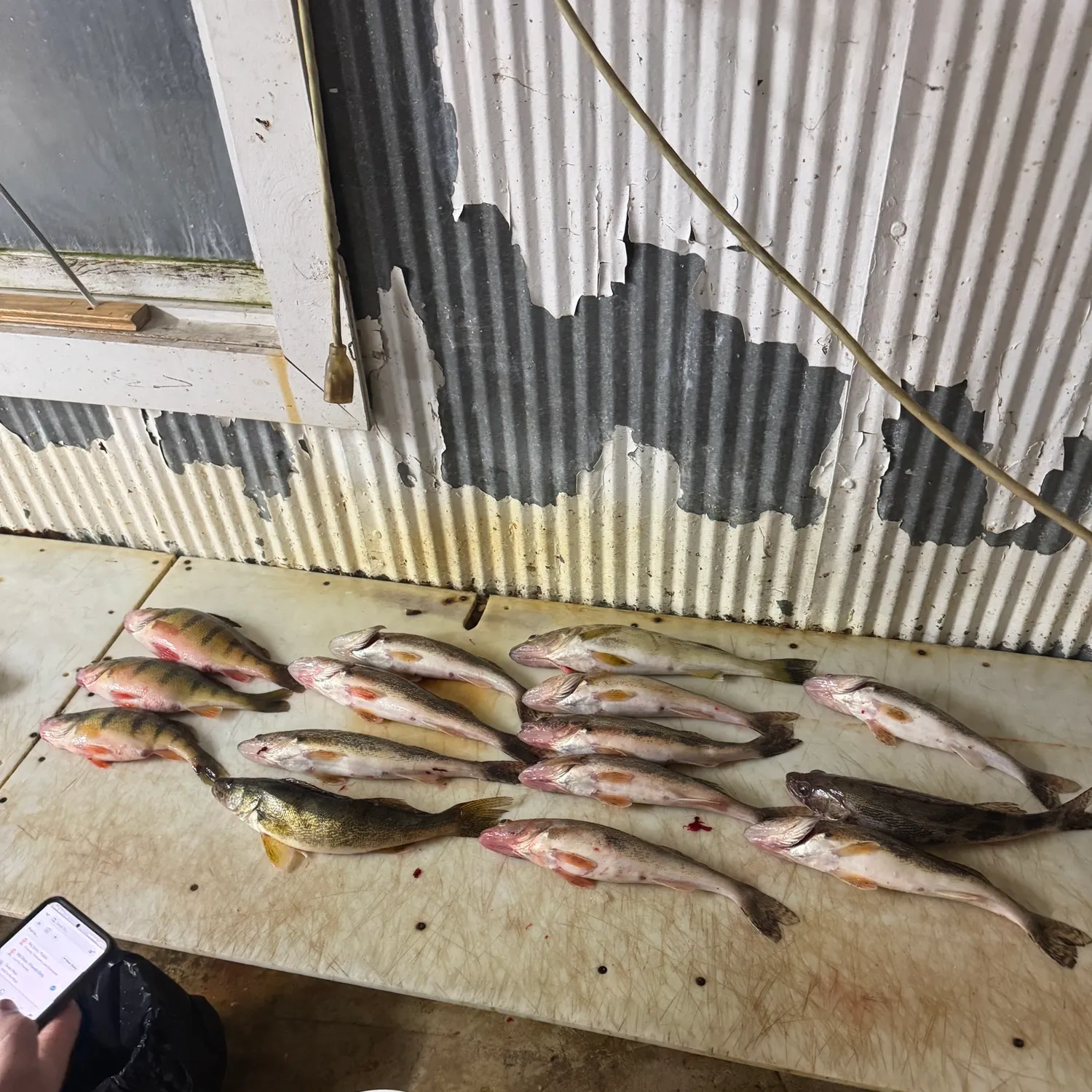 recently logged catches