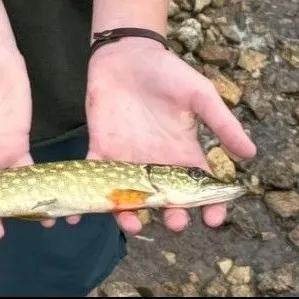 Northern pike caught on Fishbrain