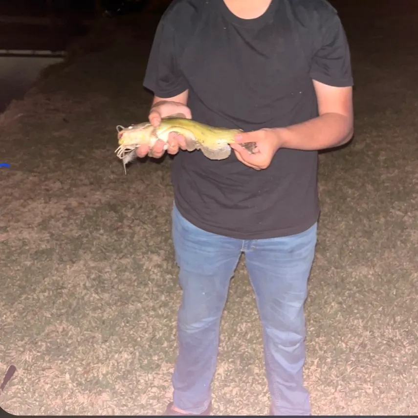 The most recent Yellow bullhead catches on Fishbrain