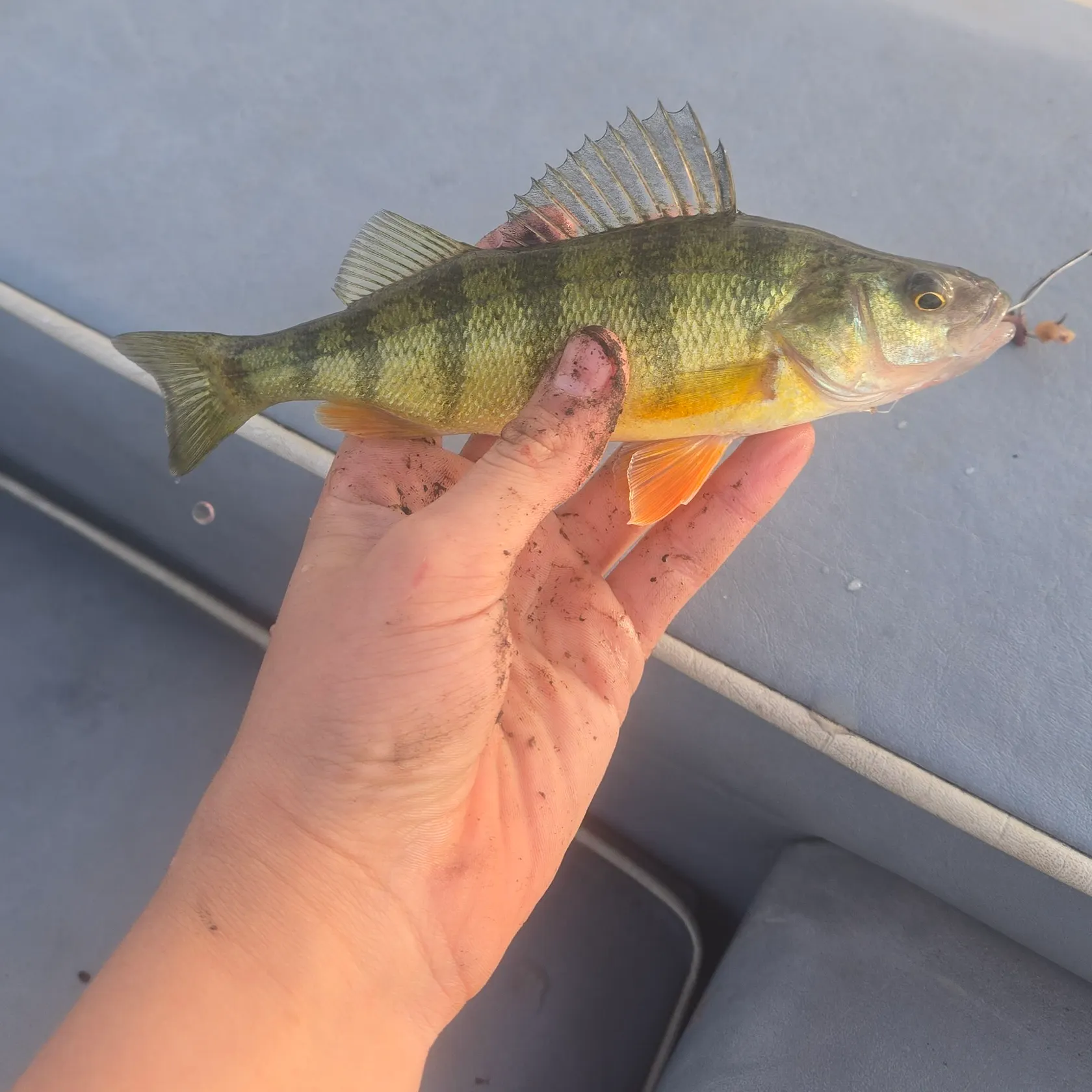 Yellow perch caught on Fishbrain