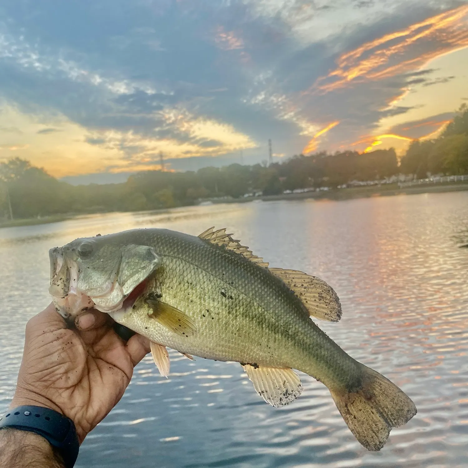 Largemouth bass caught on Fishbrain