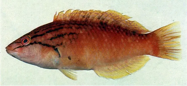 Red naped wrasse