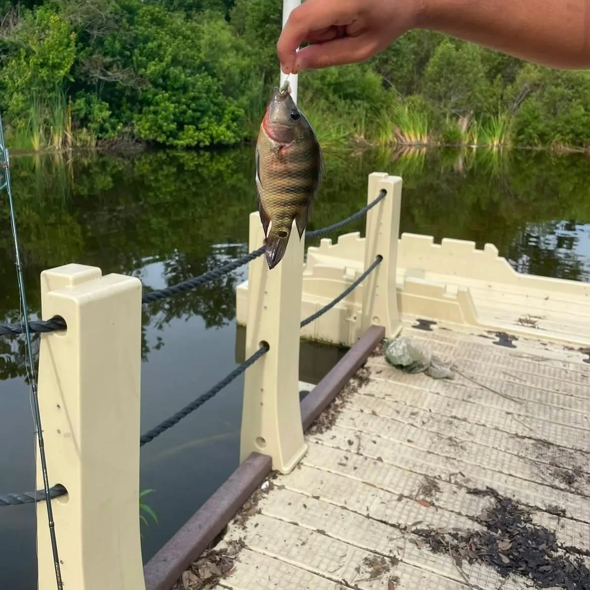 Mayan cichlid caught on Fishbrain