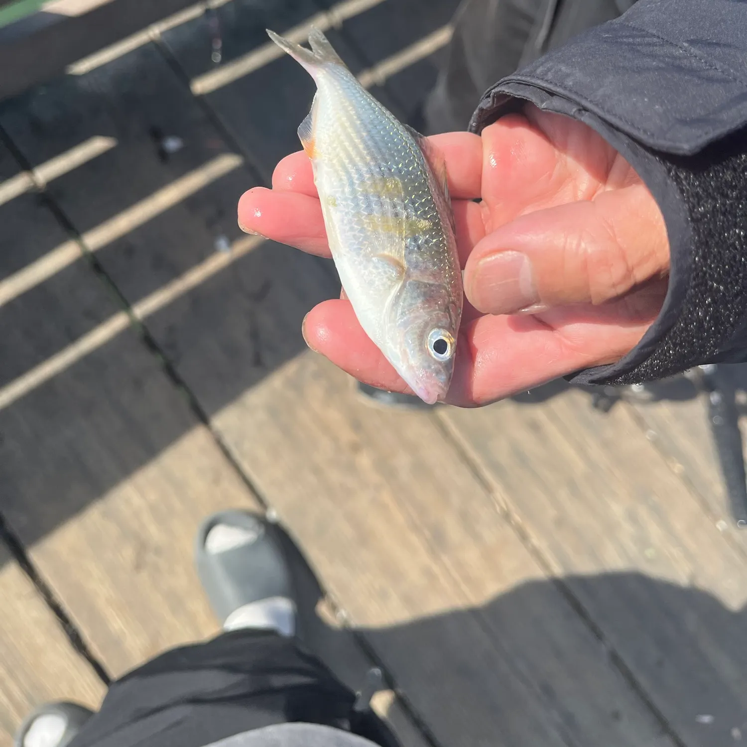 Mooneye caught on Fishbrain