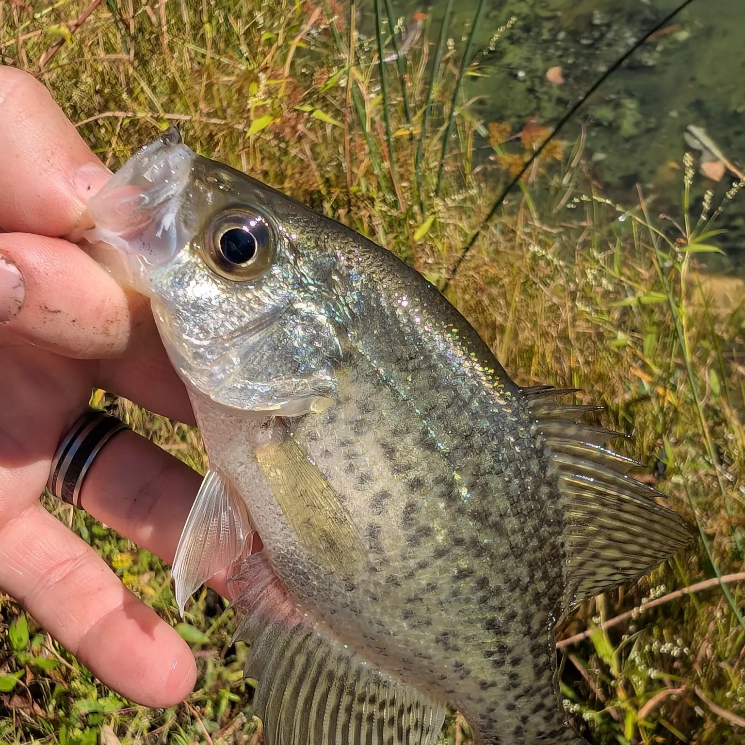 Black crappie caught on Fishbrain