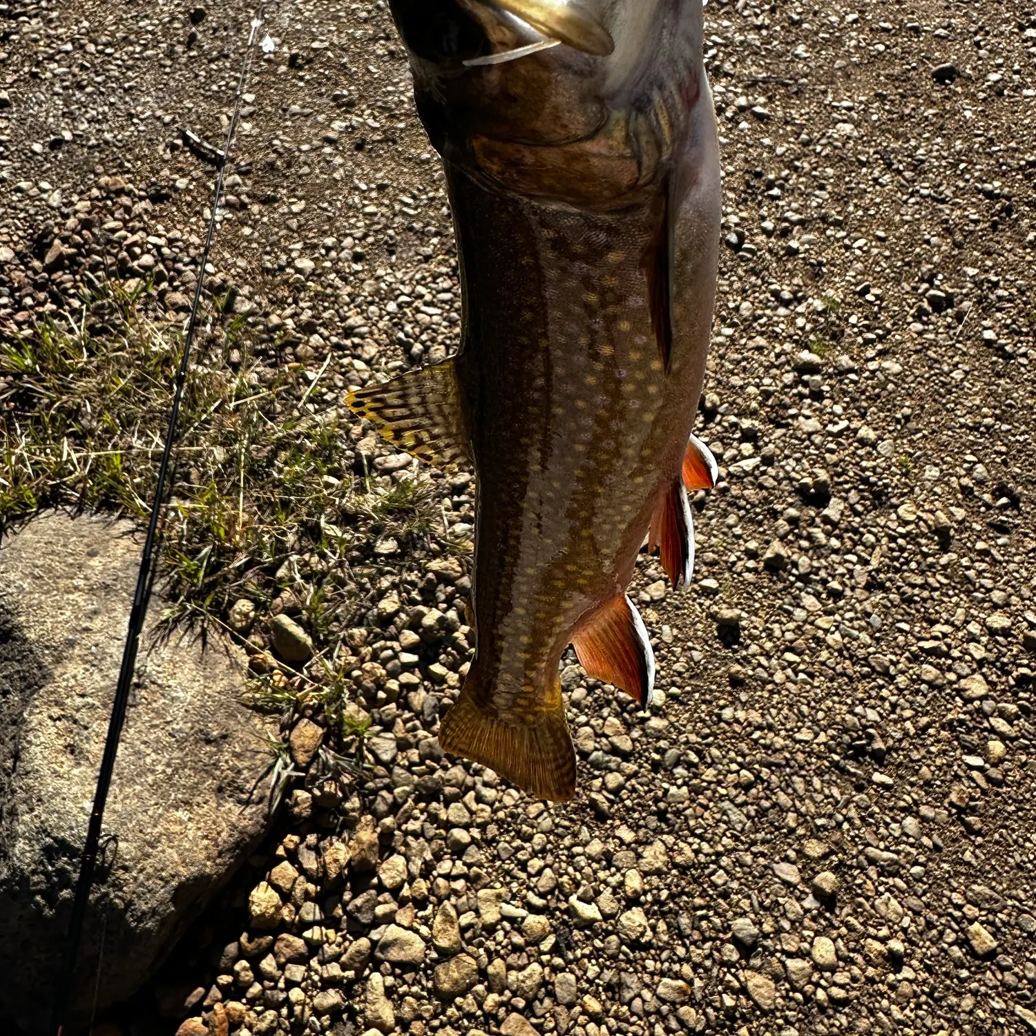 Brook trout caught on Fishbrain