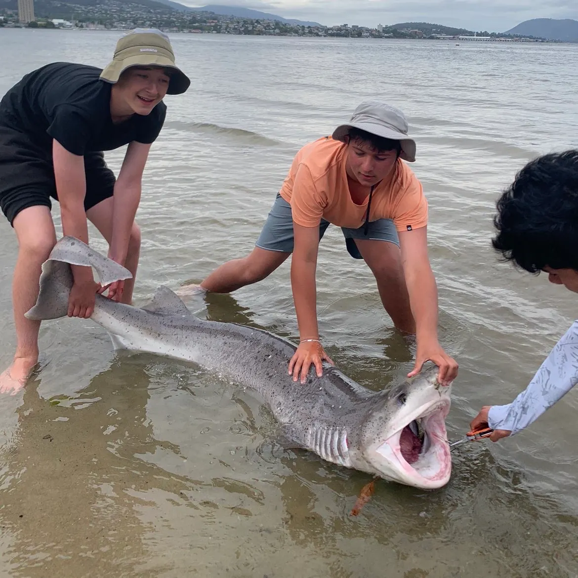The most recent Broadnose sevengill shark catches on Fishbrain