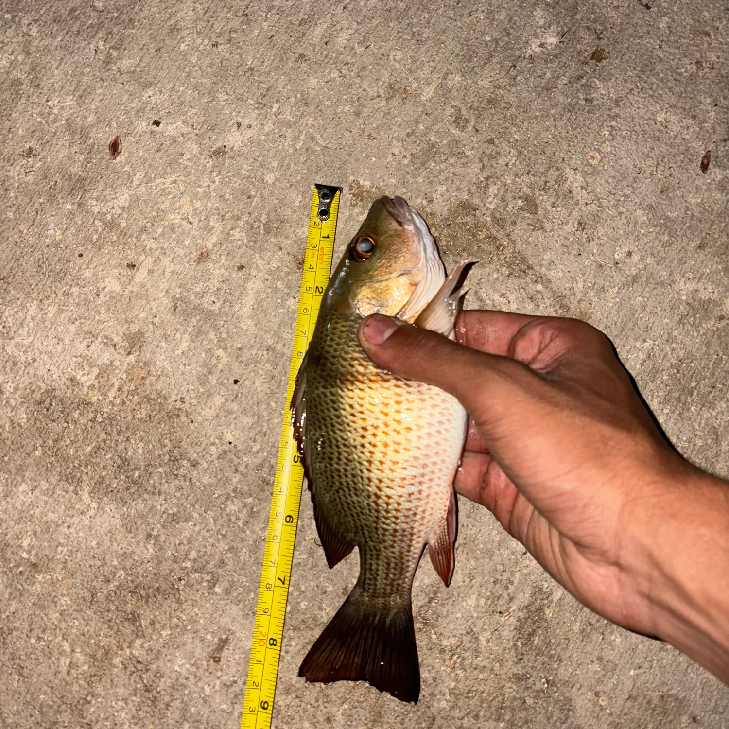 recently logged catches