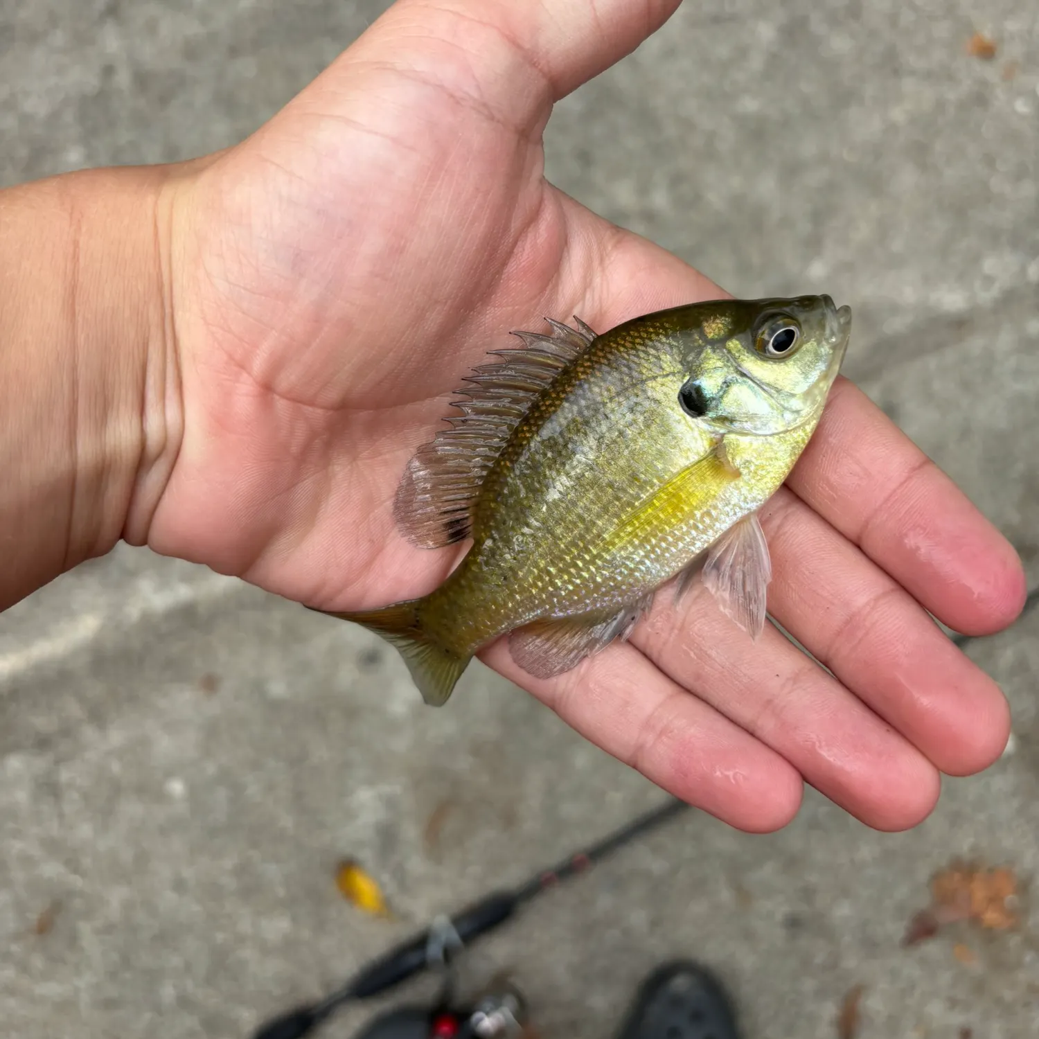 Bluegill caught on Fishbrain
