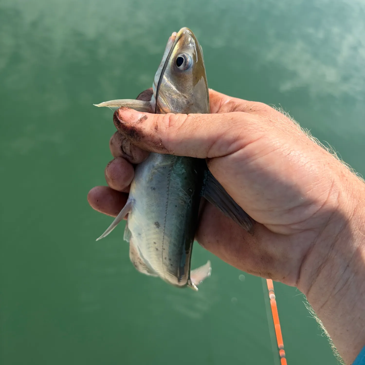 Channel catfish caught on Fishbrain