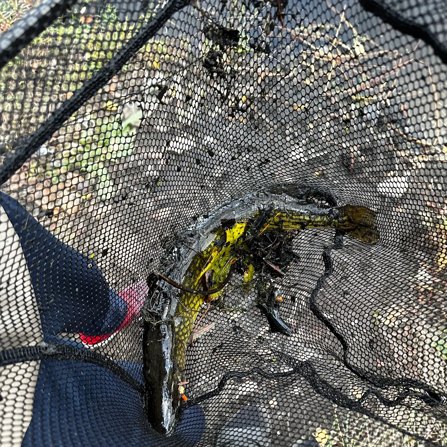 The most recent Chain pickerel catches on Fishbrain