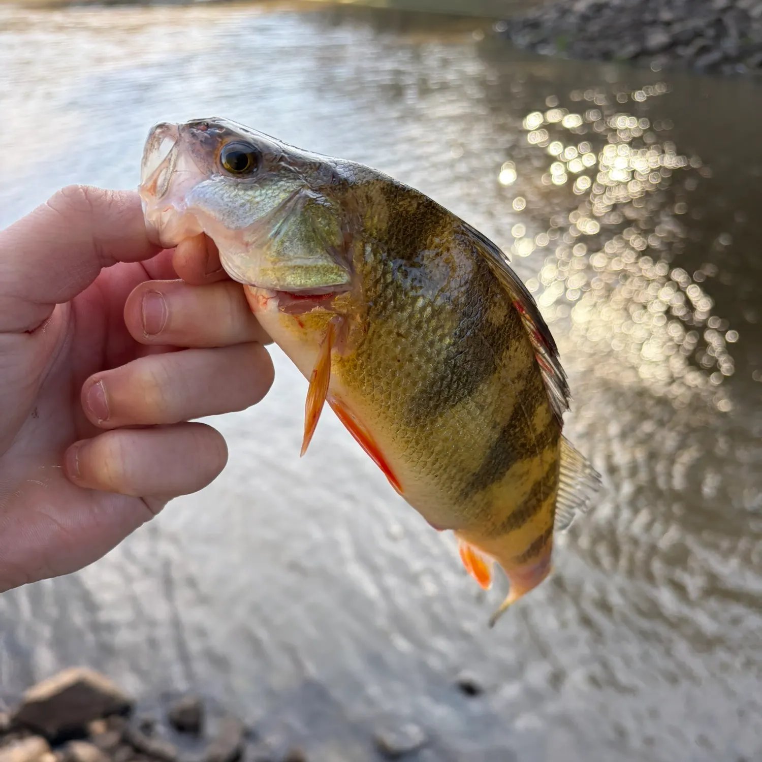 The most recent European perch catches on Fishbrain