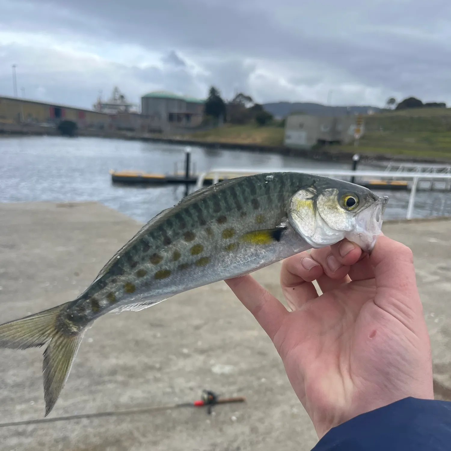 Eastern Australian salmon caught on Fishbrain