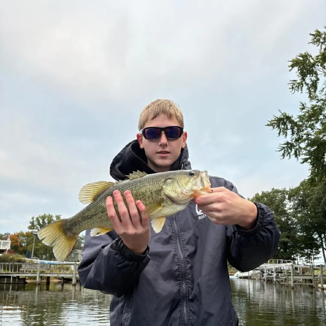Largemouth bass caught on Fishbrain