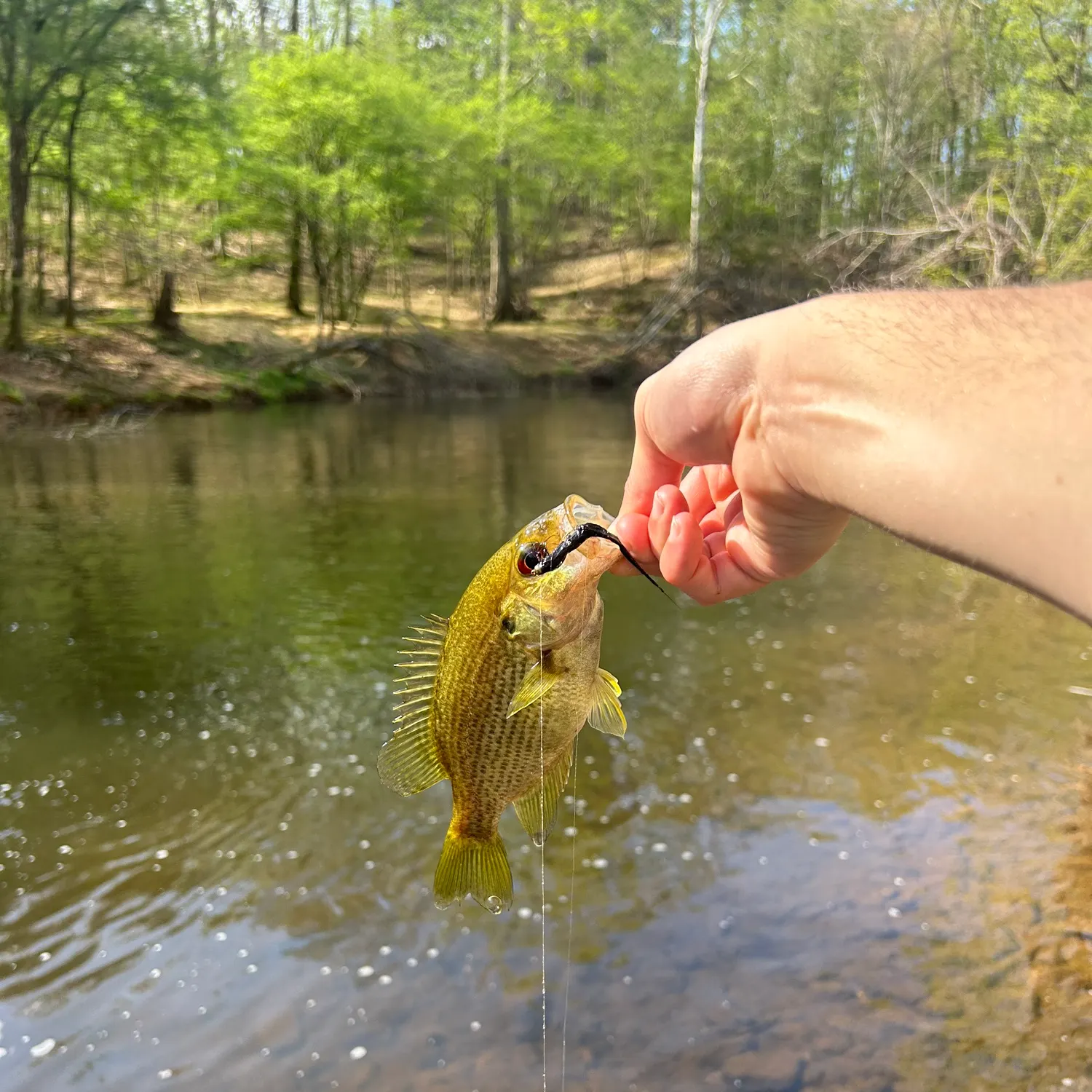 The most recent Roanoke bass catches on Fishbrain