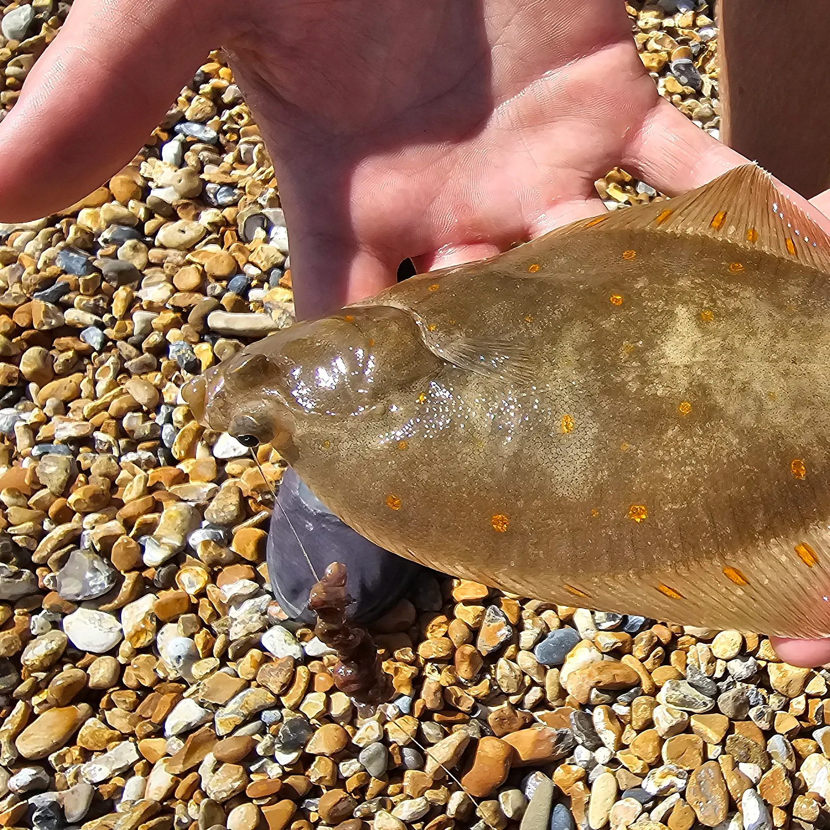The most recent European plaice catches on Fishbrain
