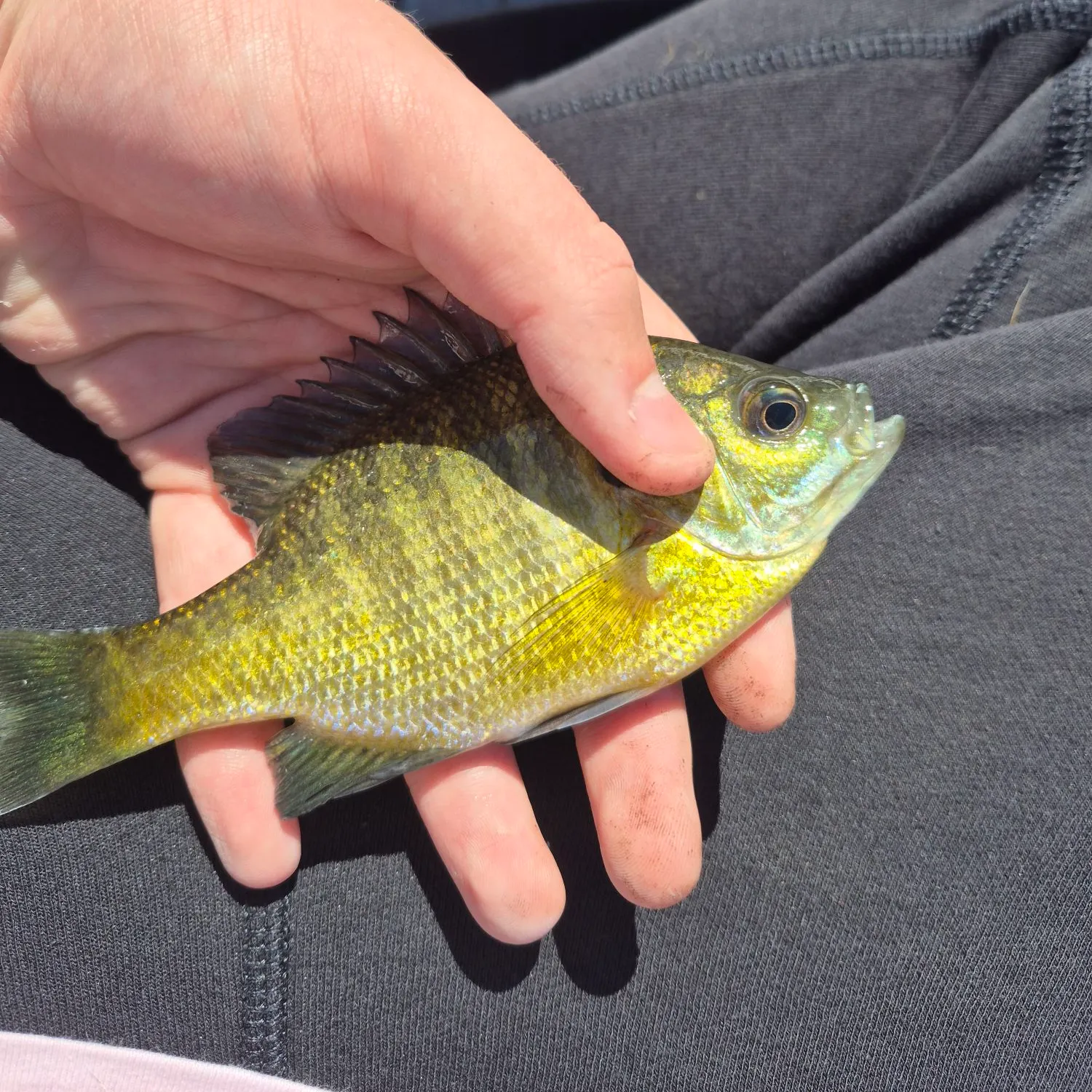 Bluegill caught on Fishbrain