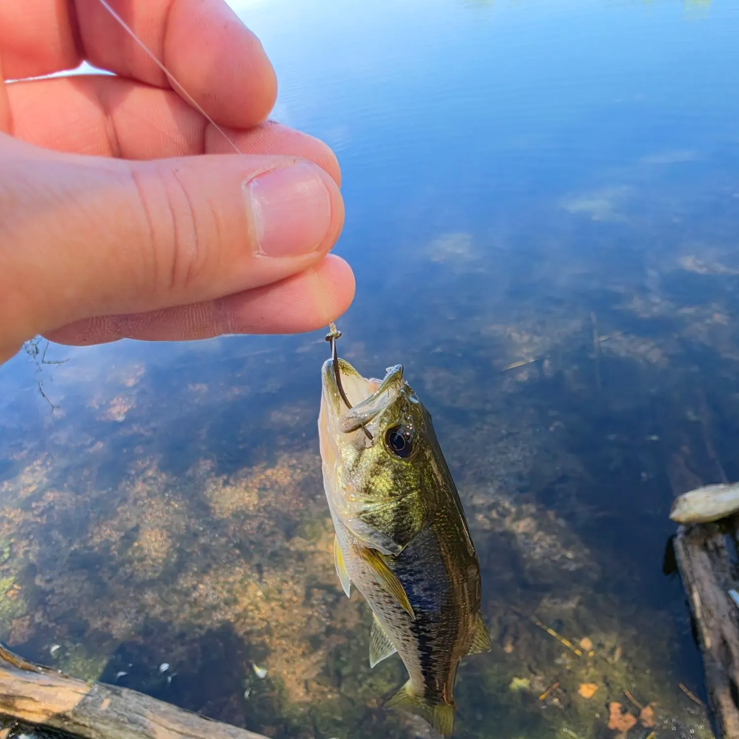 Spotted bass caught on Fishbrain