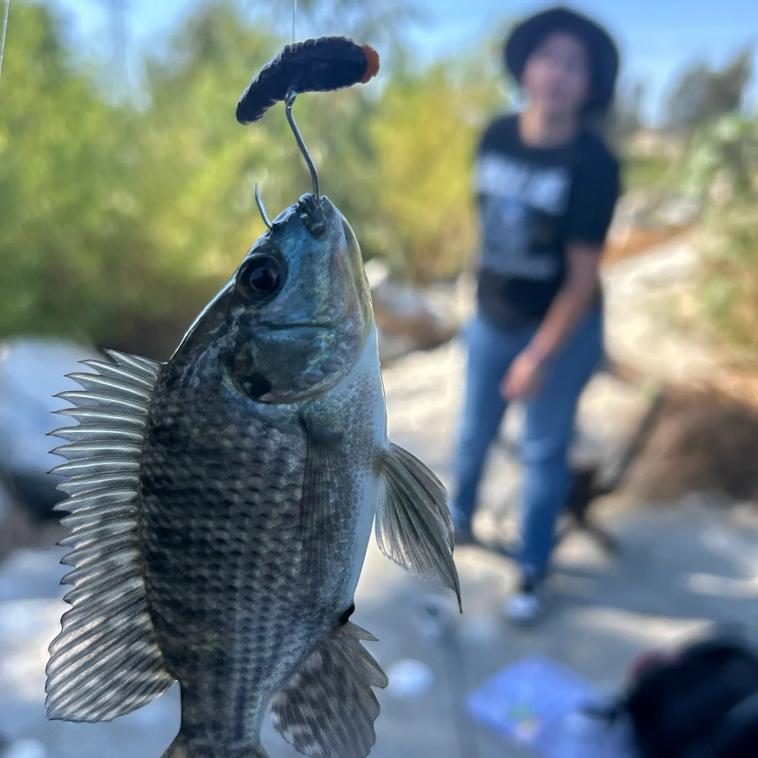 The most recent Roanoke bass catches on Fishbrain