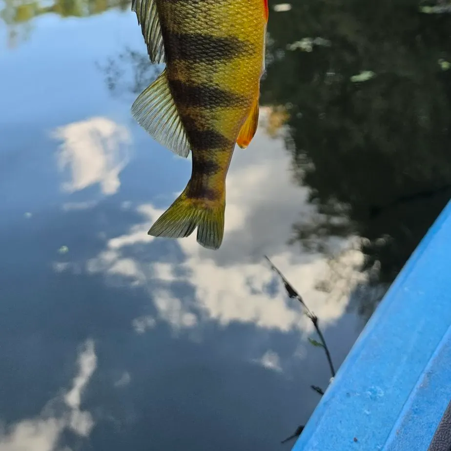 Yellow perch caught on Fishbrain