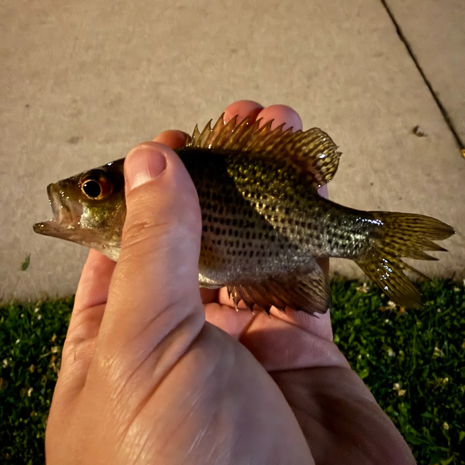 catch