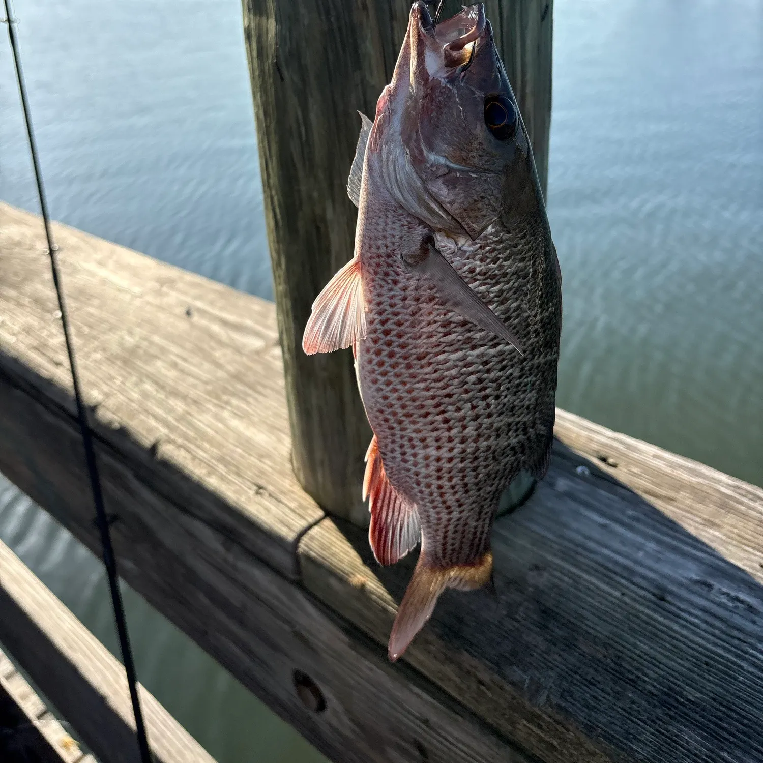The most recent Mangrove snapper catches on Fishbrain
