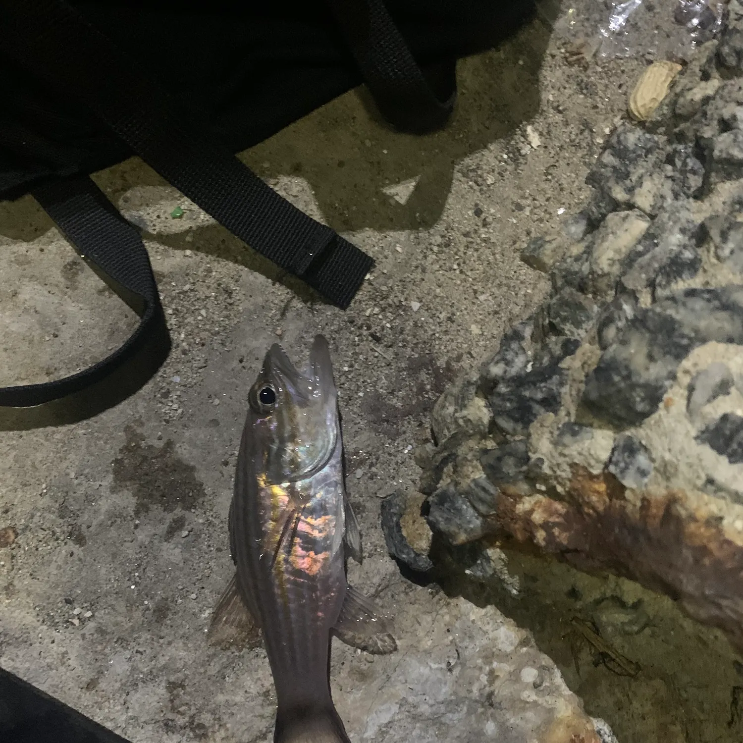The most recent Wolf cardinalfish catches on Fishbrain