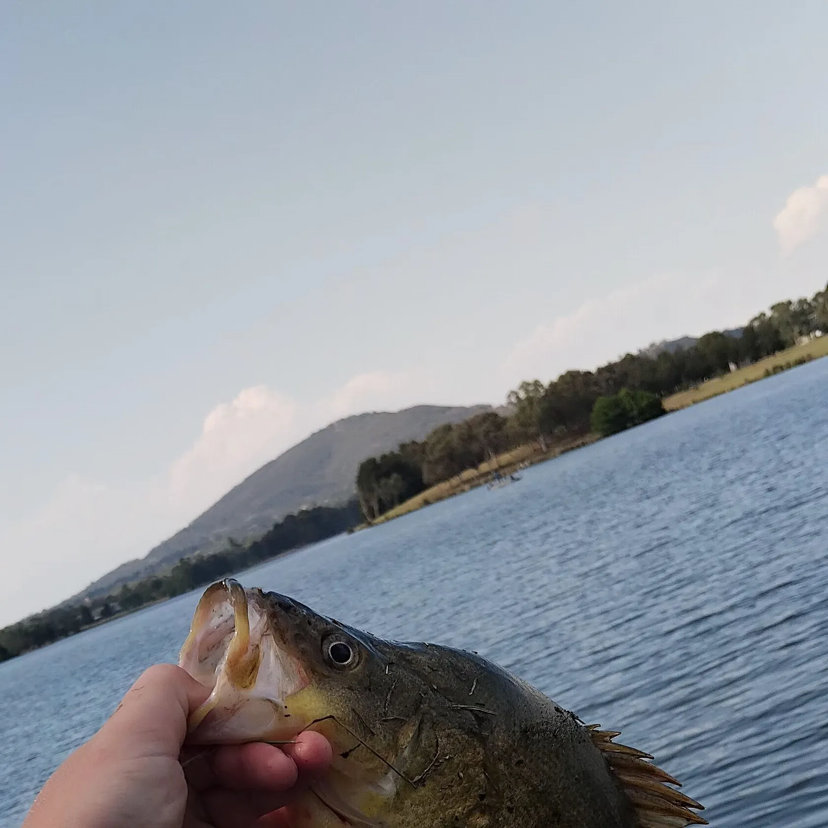 The most recent Golden perch catches on Fishbrain
