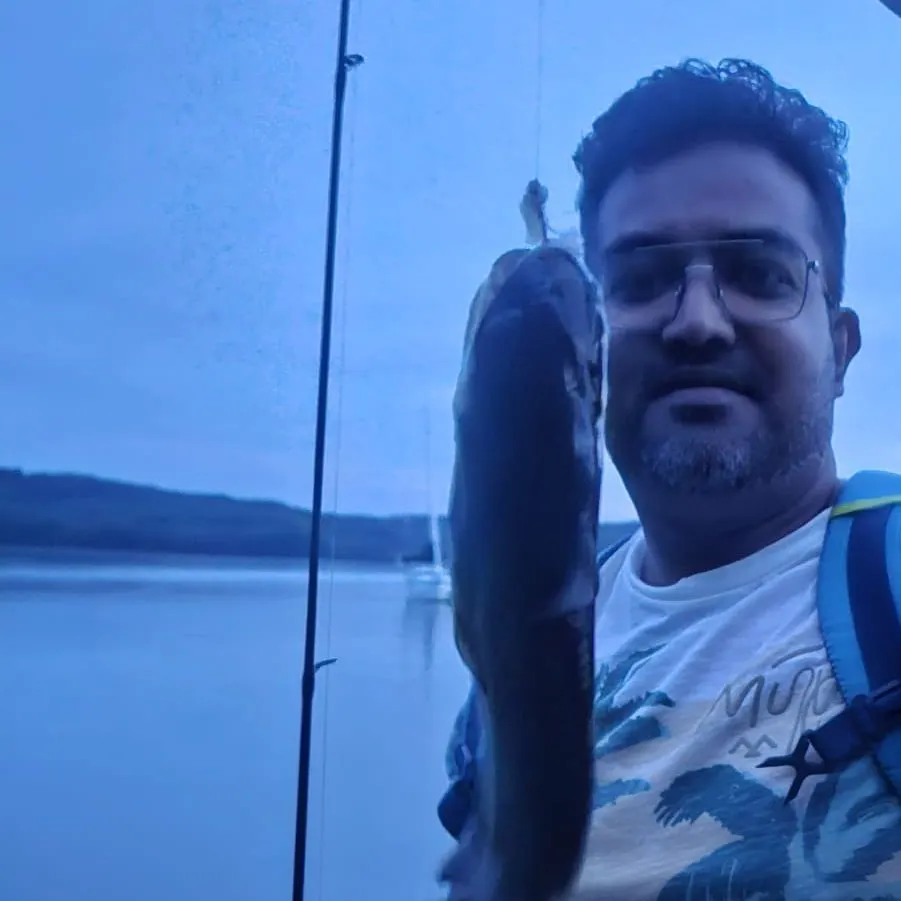 Black bullhead caught on Fishbrain