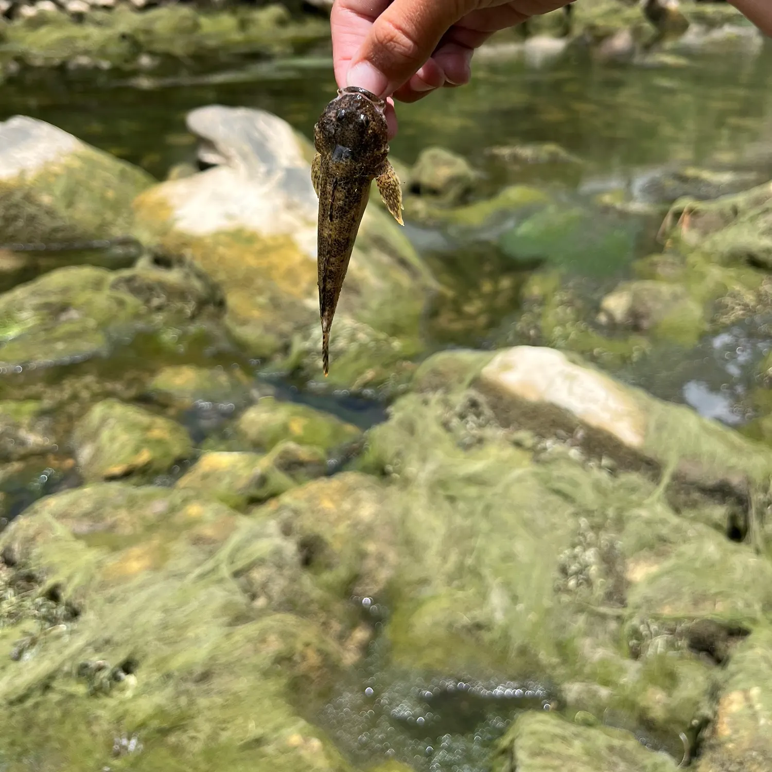 The most recent Mottled sculpin catches on Fishbrain