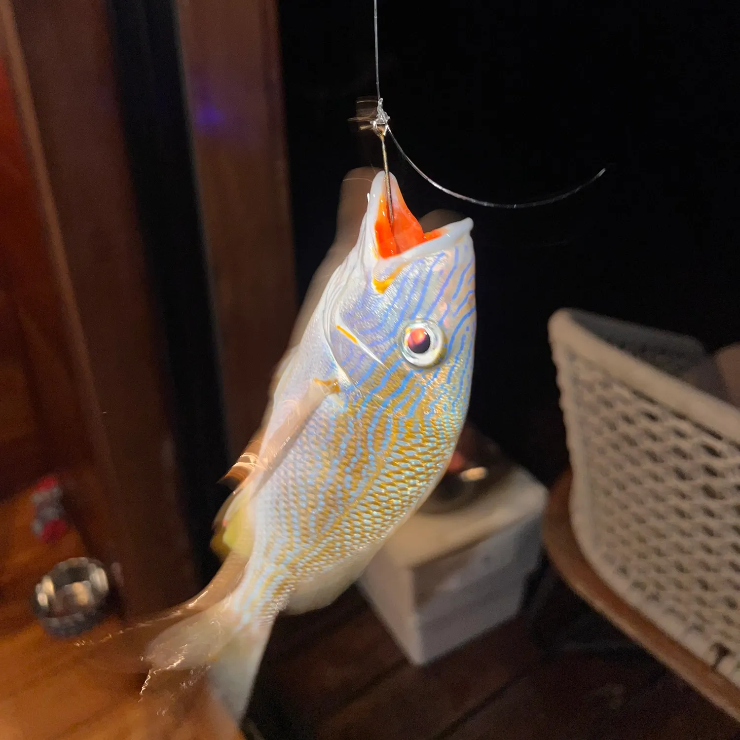 White grunt caught on Fishbrain