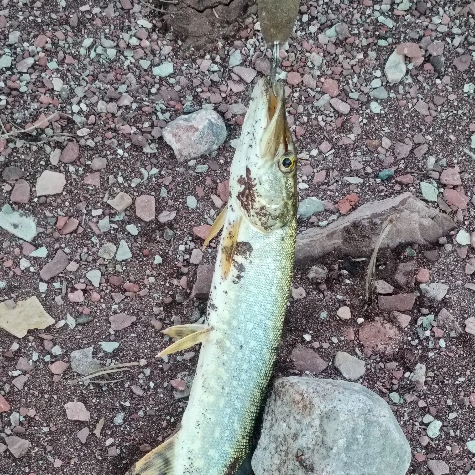 Northern pike caught on Fishbrain
